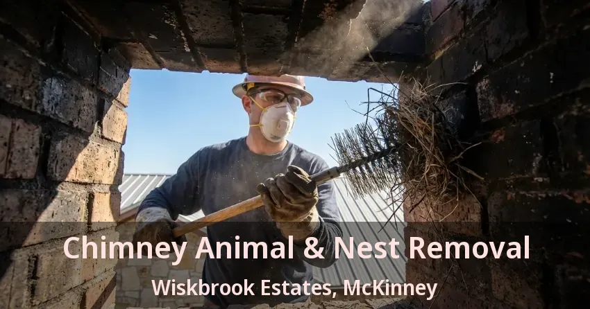 Chimney Animal & Nest Removal Wiskbrook Estates, McKinney - TX Chimney Animal & Nest Removal Wiskbrook Estates, McKinney - TX