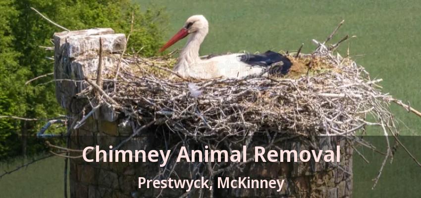 Chimney Animal Removal Prestwyck, McKinney - TX